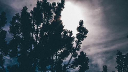 Low angle view of trees against sky