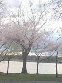 Trees by lake against sky