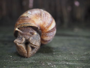 Close up shot of a snail bekicot. focus on head part. space for text