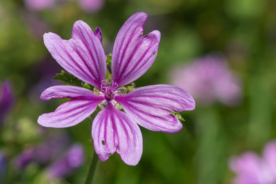 Close up of a common mallow  flower in bloom