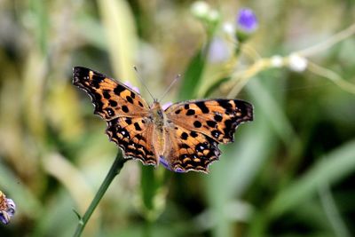 Close-up of butterfly pollinating flower