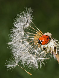 Close-up of ladybug on plant