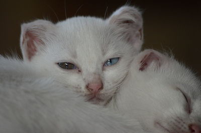 Close-up portrait of white cat