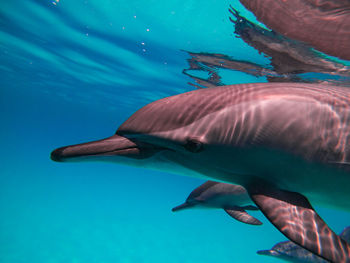 Low section of man swimming in sea