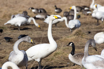 Birds on field