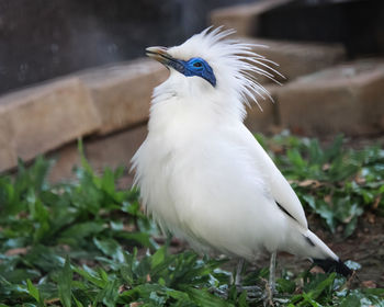 Close-up of a bird