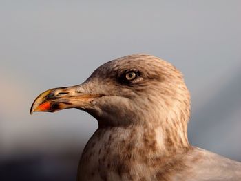 Close-up of seagull against clear sky