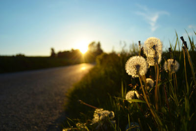 Flowers growing in field at sunset