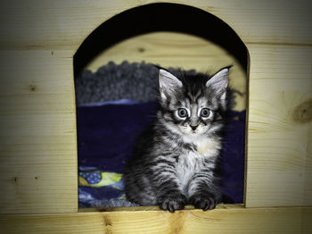 Baby cat is sitting in the entrance. maine coon.