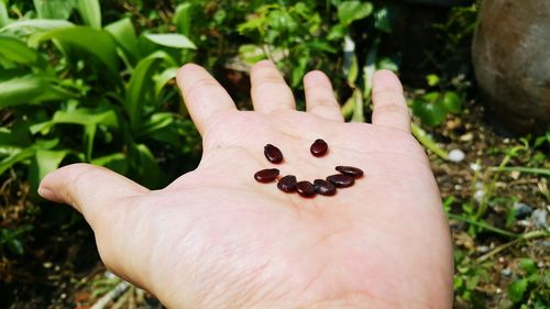 Close-up of human hand holding leaf