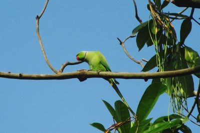 Low angle view of parrot perching on tree against blue sky