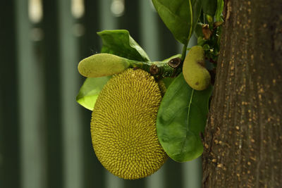 Close-up of yellow flowering plant