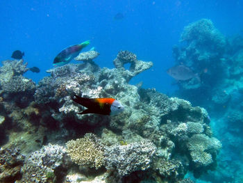 Fish swimming underwater