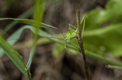 Close-up of insect on leaf