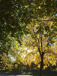 Trees on field in park