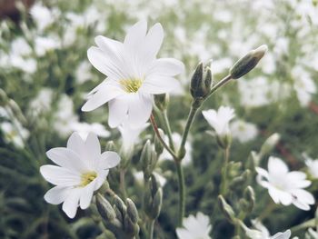 Close-up of white flowers blooming outdoors