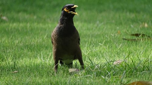 Close-up of bird perching on field