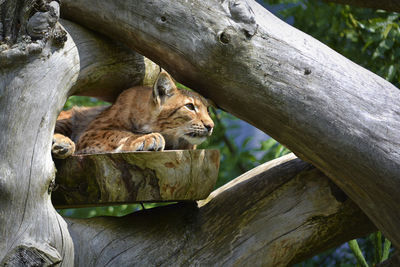 View of cat resting on tree