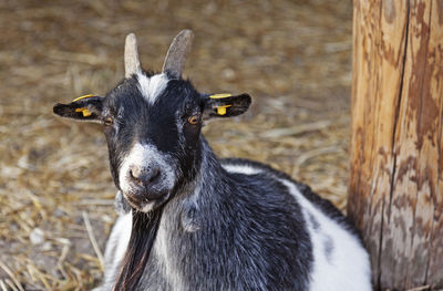 A black and white goat sitting down