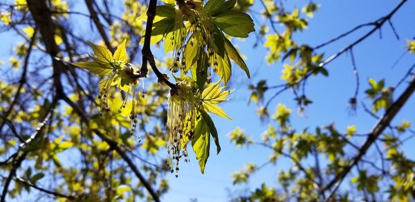 Low angle view of flowering plant against sky