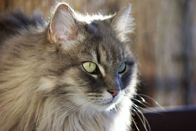 Close-up portrait of cat