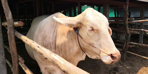 Cow standing in a horse