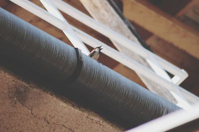 High angle view of insect on table