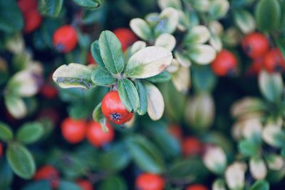 Close-up of red berries growing on plant