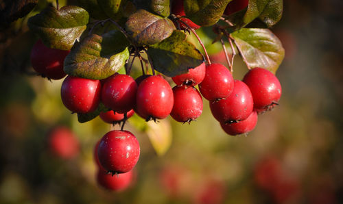 Close-up of cherries growing on tree