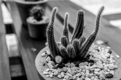 Close-up of succulent plant on table