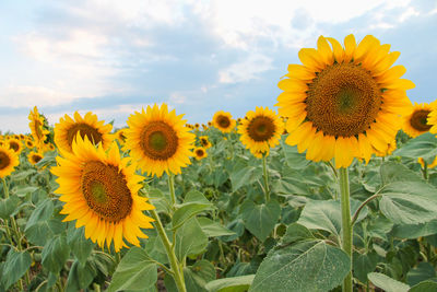 Close-up of sunflower against sky