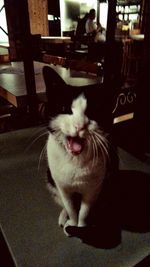 Portrait of cat