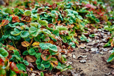 High angle view of plant growing on field