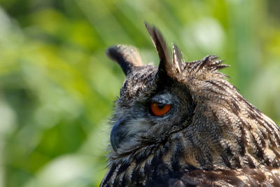 Close-up of a bird