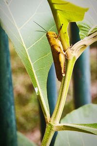 Close-up of insect on leaf