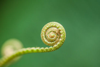 Close-up of fern on green leaf