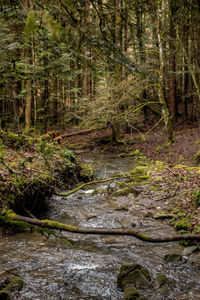 Stream flowing in forest