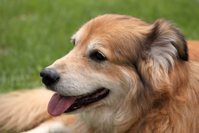 Close-up of dog looking away