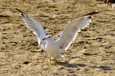 Seagulls flying over sea