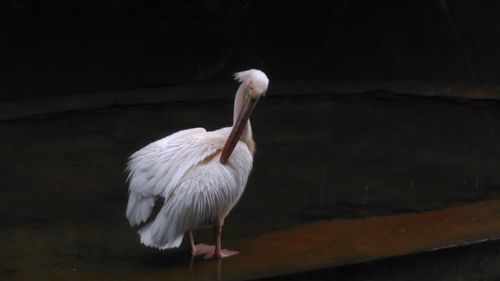 Close-up of pelican by water