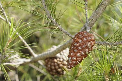 Close-up of pine cone on branch