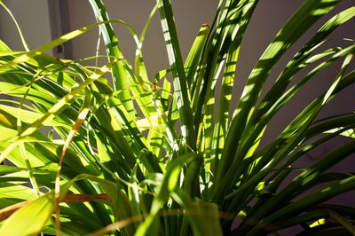 Close-up of fresh green plant