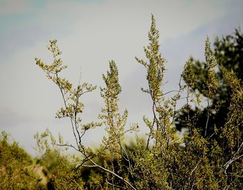 Low angle view of trees against sky