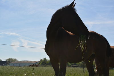 Cow grazing on field against sky