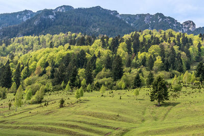 Scenic view of trees on field