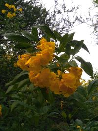 Low angle view of yellow flower tree