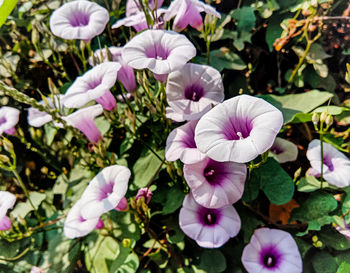 Close-up of purple flowering plants