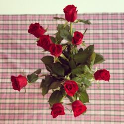 Close-up of red flowers