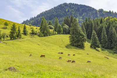 Scenic view of green landscape