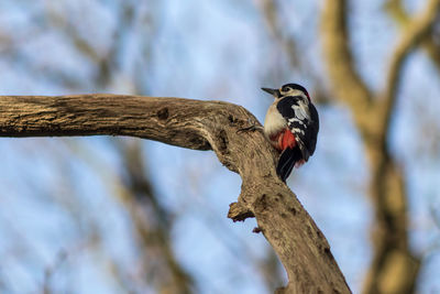 Low angle view of bird perching on tree